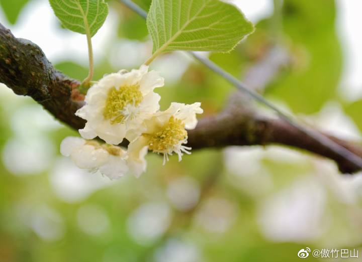 南宫山富硒茶春晓（南宫山茶叶价格）-硒宝网