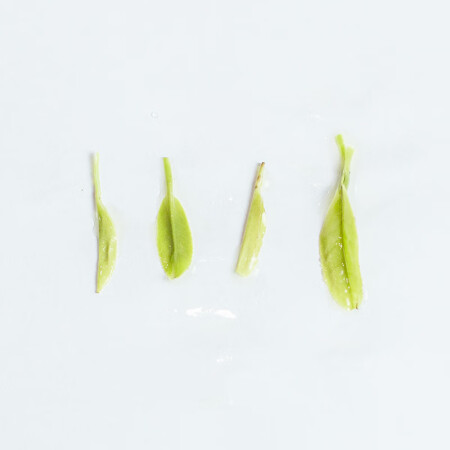 富硒茶和恩施玉露(恩施玉露硒茶的作用)-硒宝网