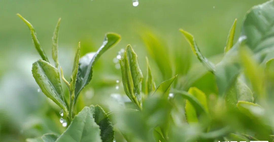 什么叫恩施富硒茶(湖北恩施富硒茶)-硒宝网