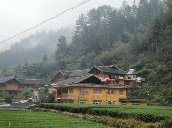 青木川有机富硒茶(富硒茶与蒲公英茶)-硒宝网