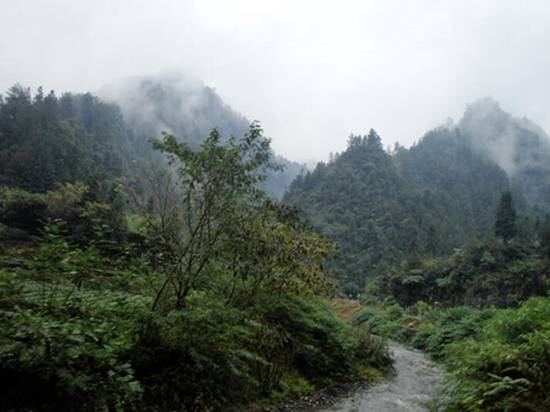 青木川有机富硒茶(富硒茶与蒲公英茶)-硒宝网