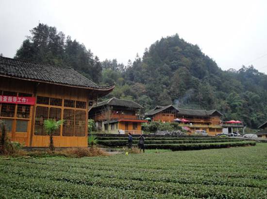 青木川有机富硒茶(富硒茶与蒲公英茶)-硒宝网