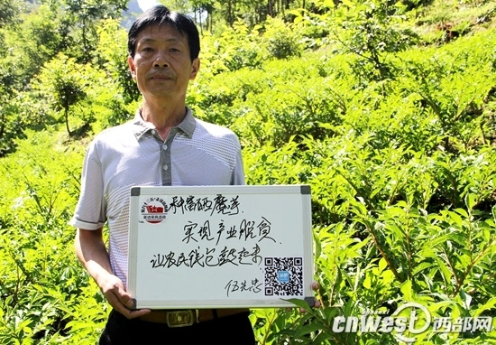 南宫山富硒茶春晓(南宫山富硒茶多少钱)-硒宝网