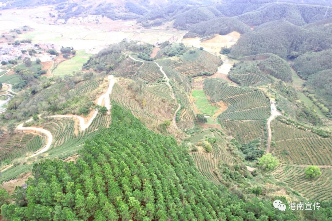 富硒茶哪个品种好(茶品种富硒好不好)-硒宝网