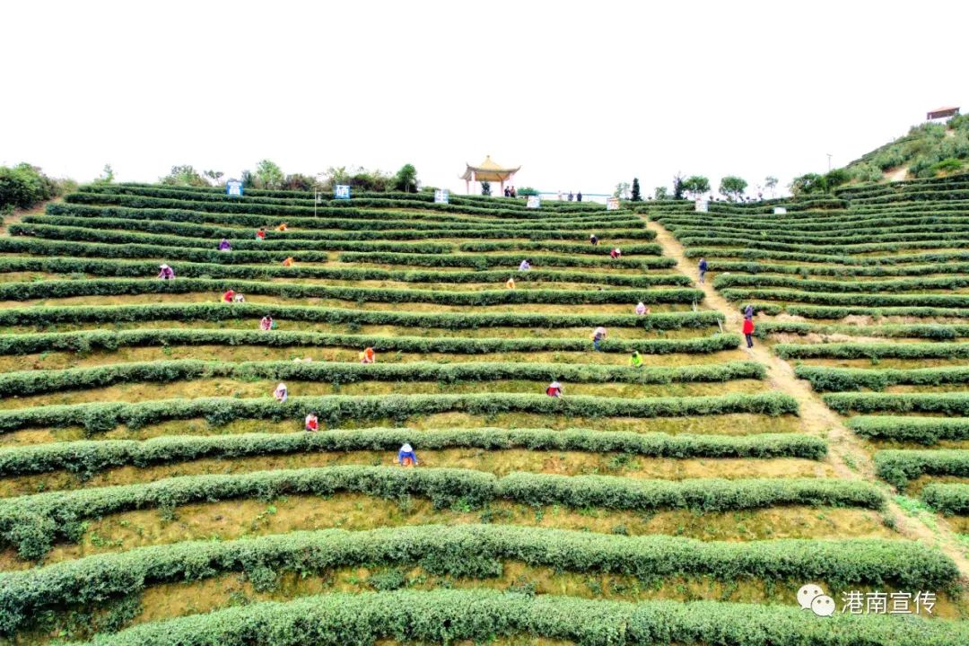 富硒茶哪个品种好(茶品种富硒好不好)-硒宝网
