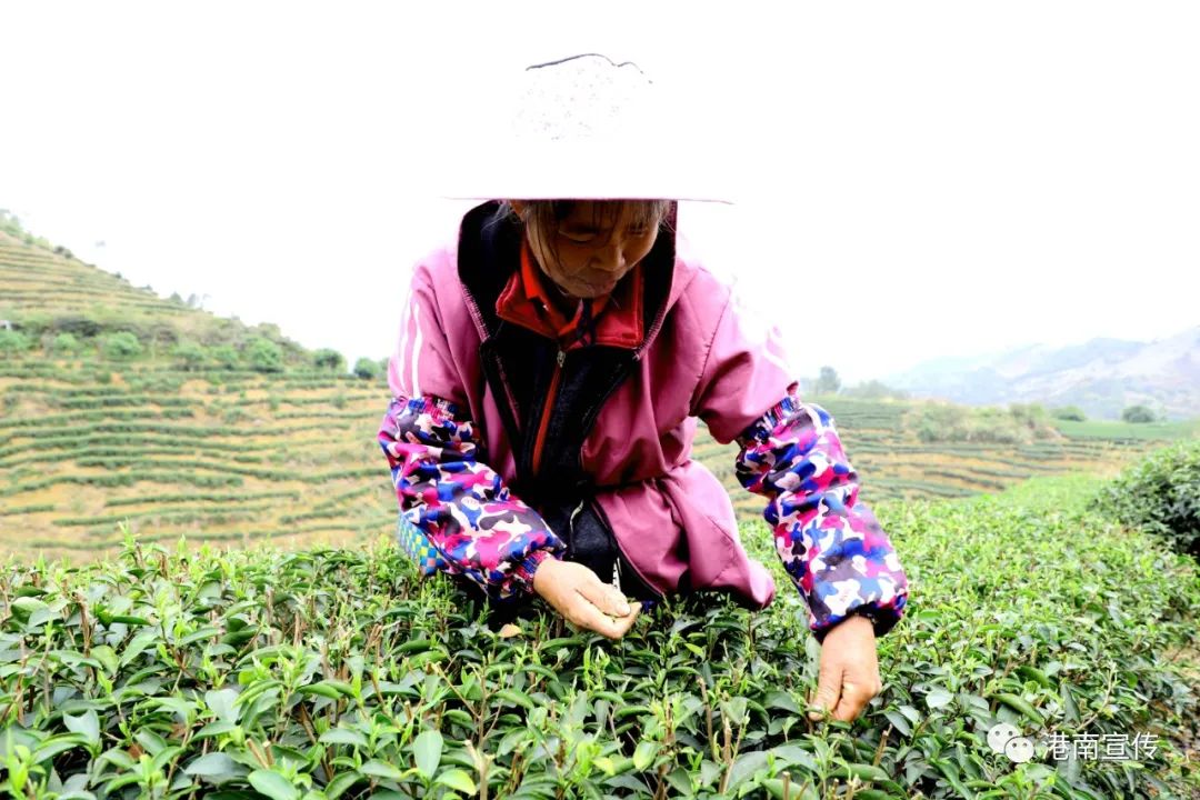 富硒茶哪个品种好(茶品种富硒好不好)-硒宝网