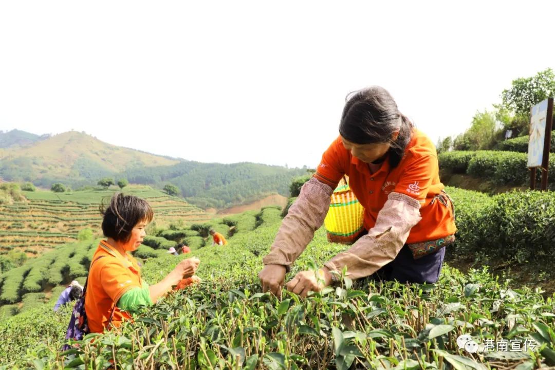 富硒茶哪个品种好(茶品种富硒好不好)-硒宝网
