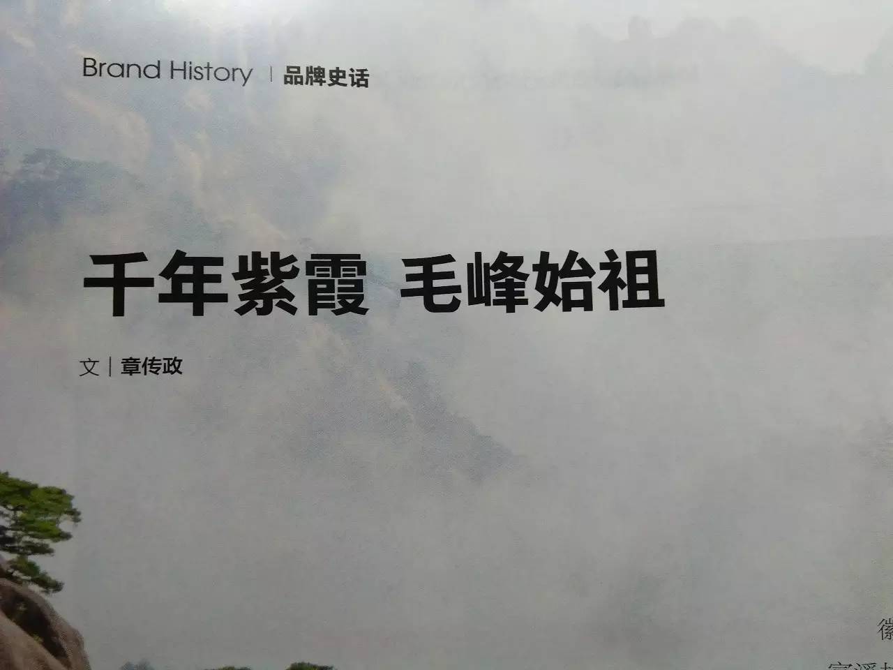 富硒野茶黄山毛峰(黄山毛峰在富溪乡哪里)-硒宝网