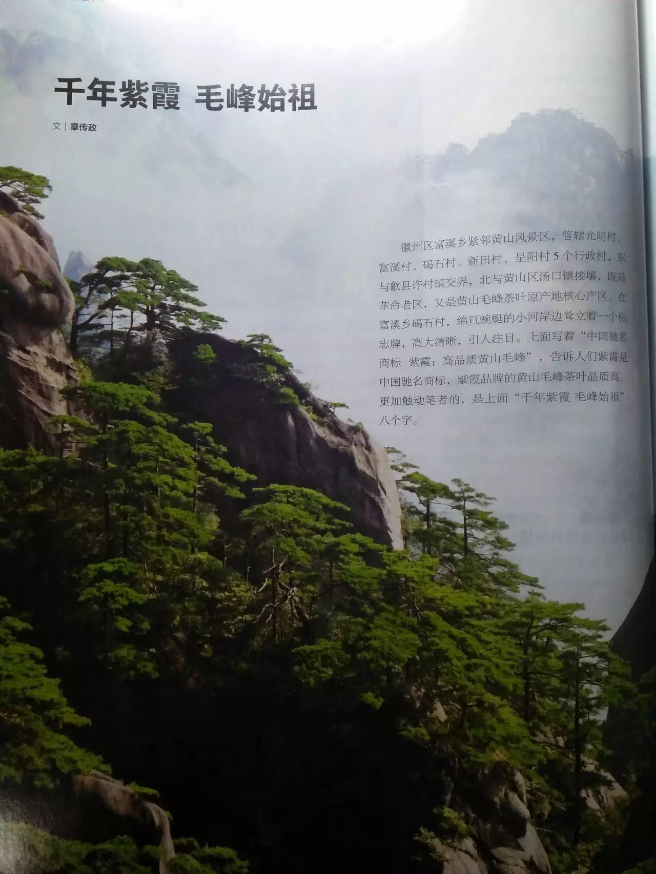 富硒野茶黄山毛峰(黄山毛峰在富溪乡哪里)-硒宝网