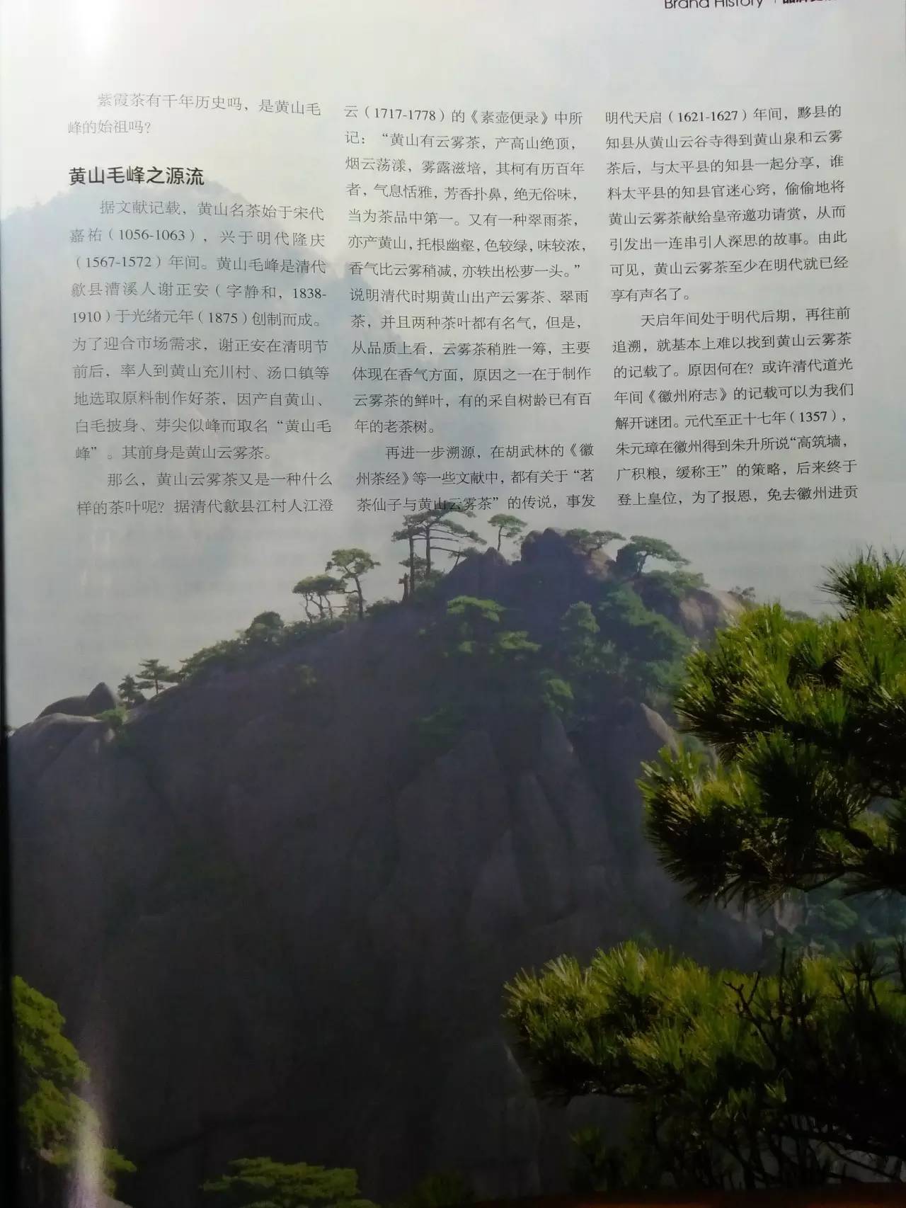 富硒野茶黄山毛峰(黄山毛峰在富溪乡哪里)-硒宝网