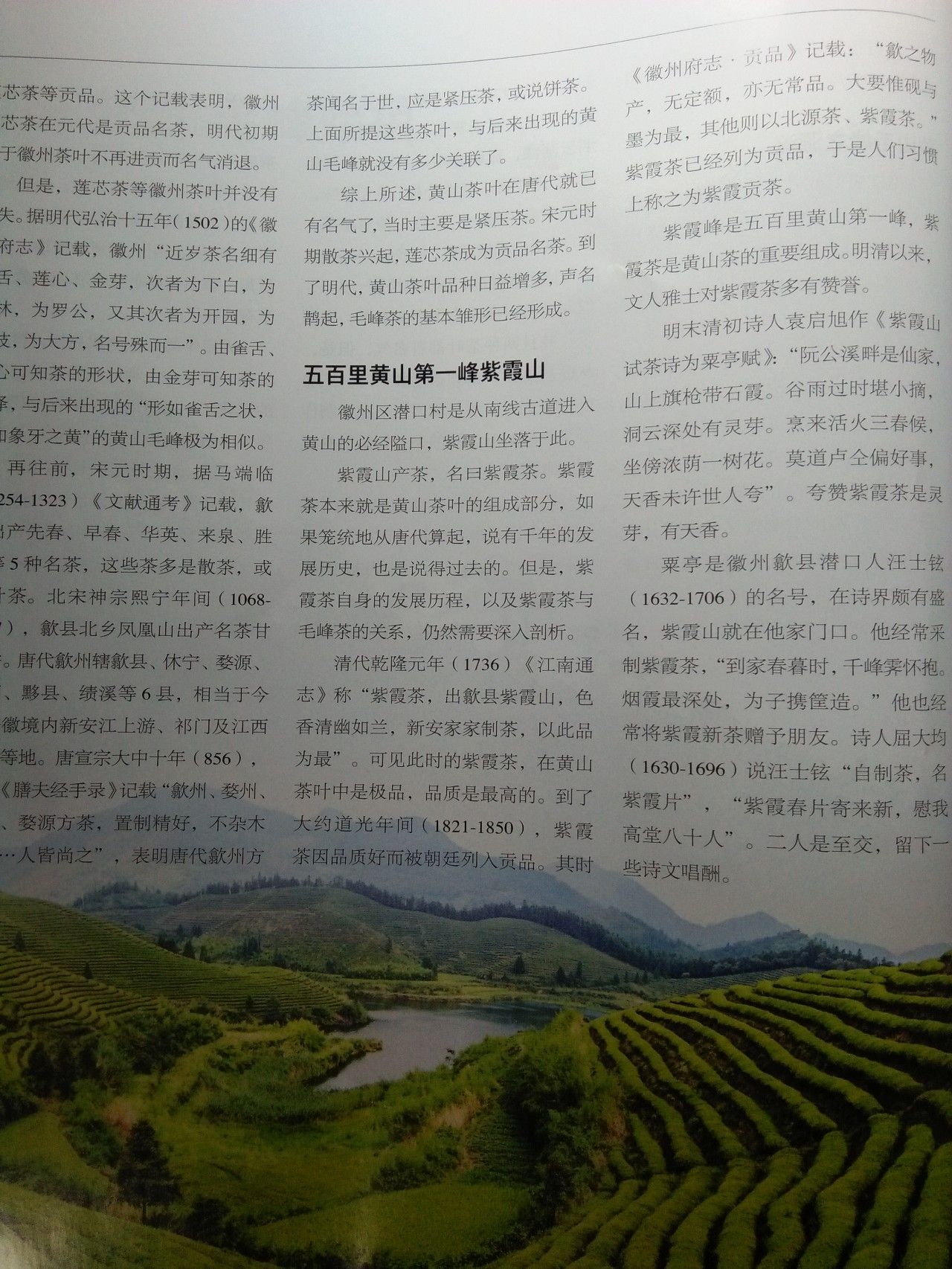 富硒野茶黄山毛峰(黄山毛峰在富溪乡哪里)-硒宝网