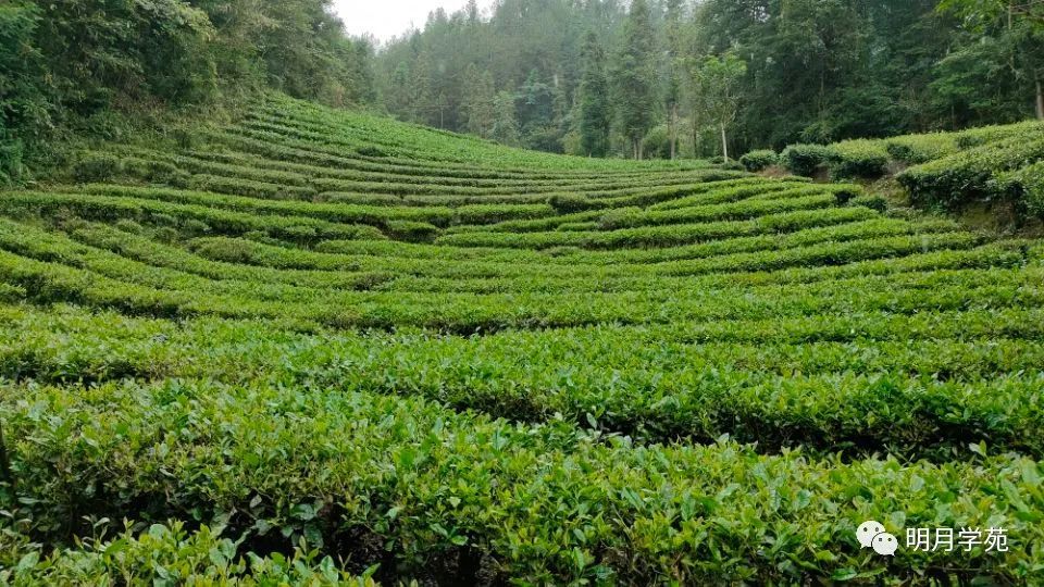 恩施富硒茶哪里卖(恩施富硒茶厂)-硒宝网