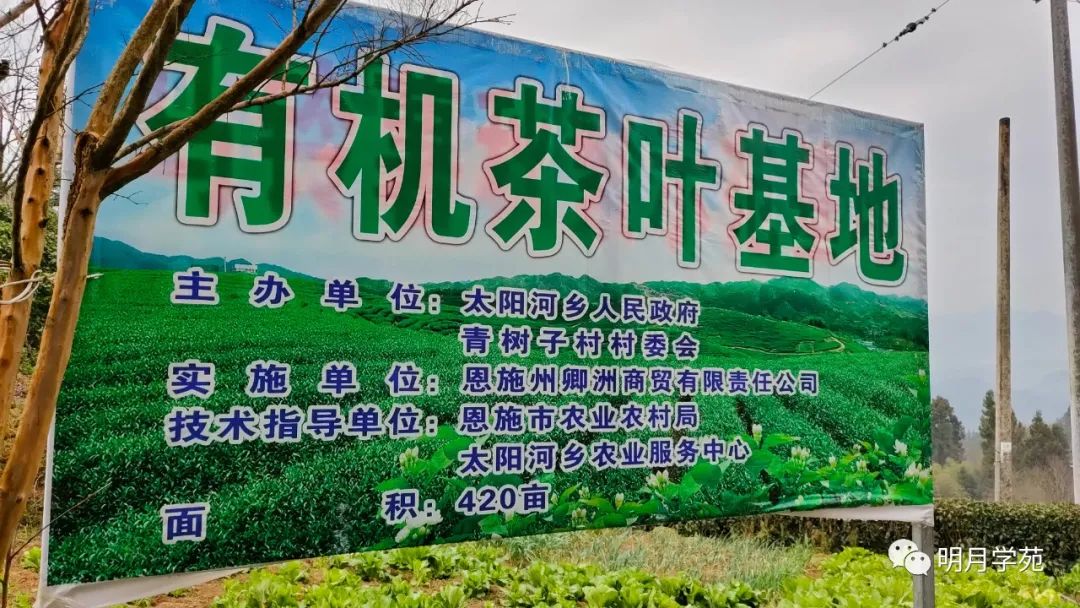 恩施富硒茶哪里卖(恩施富硒茶厂)-硒宝网