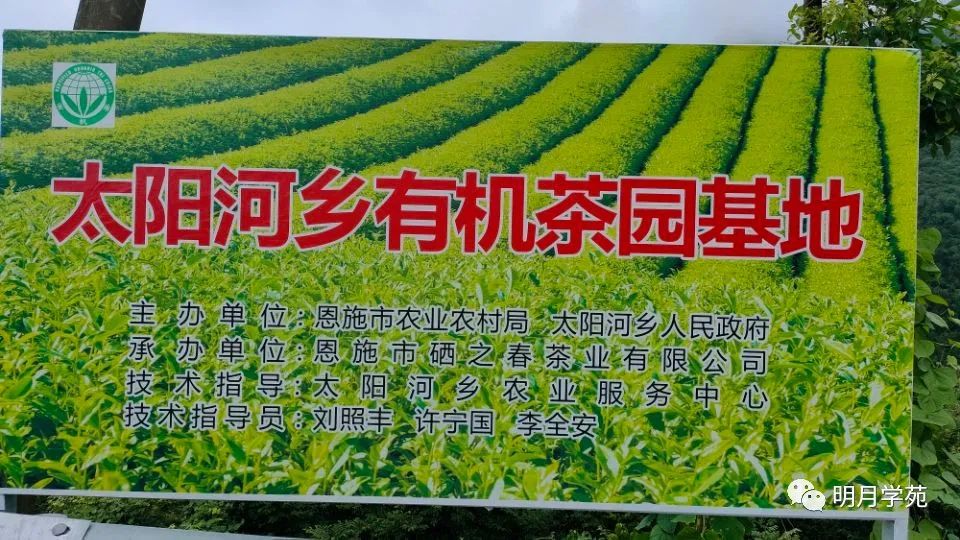 恩施富硒茶哪里卖(恩施富硒茶厂)-硒宝网