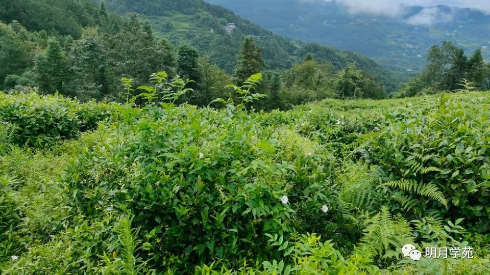 恩施富硒茶哪里卖(恩施富硒茶厂)-硒宝网