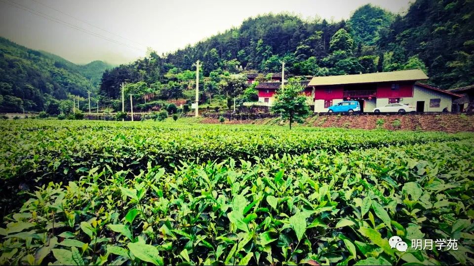 恩施富硒茶哪里卖(恩施富硒茶厂)-硒宝网