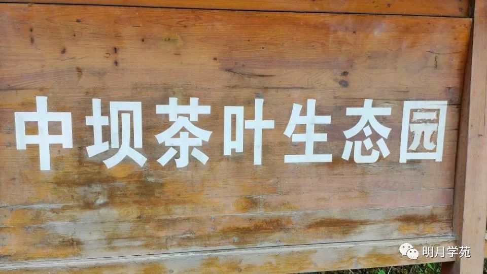 恩施富硒茶哪里卖(恩施富硒茶厂)-硒宝网