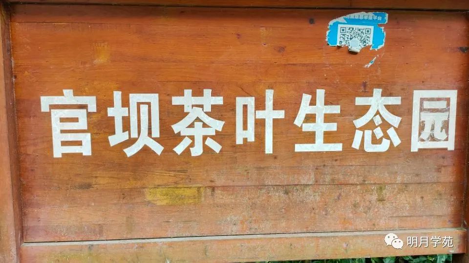 恩施富硒茶哪里卖(恩施富硒茶厂)-硒宝网