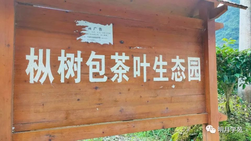 恩施富硒茶哪里卖(恩施富硒茶厂)-硒宝网