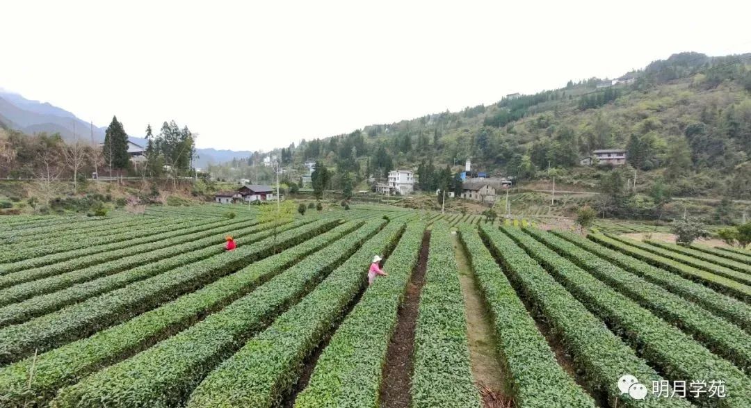 恩施富硒茶哪里卖(恩施富硒茶厂)-硒宝网