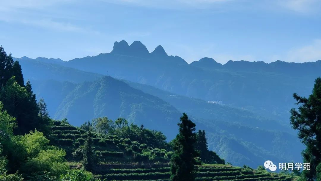 恩施富硒茶哪里卖(恩施富硒茶厂)-硒宝网