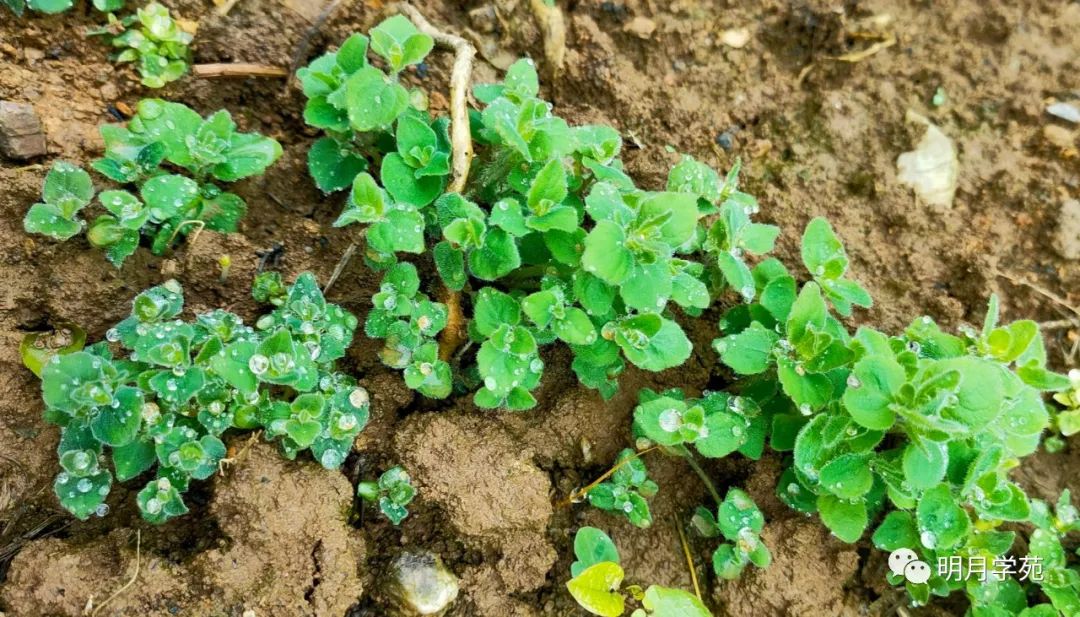 恩施富硒茶哪里卖(恩施富硒茶厂)-硒宝网