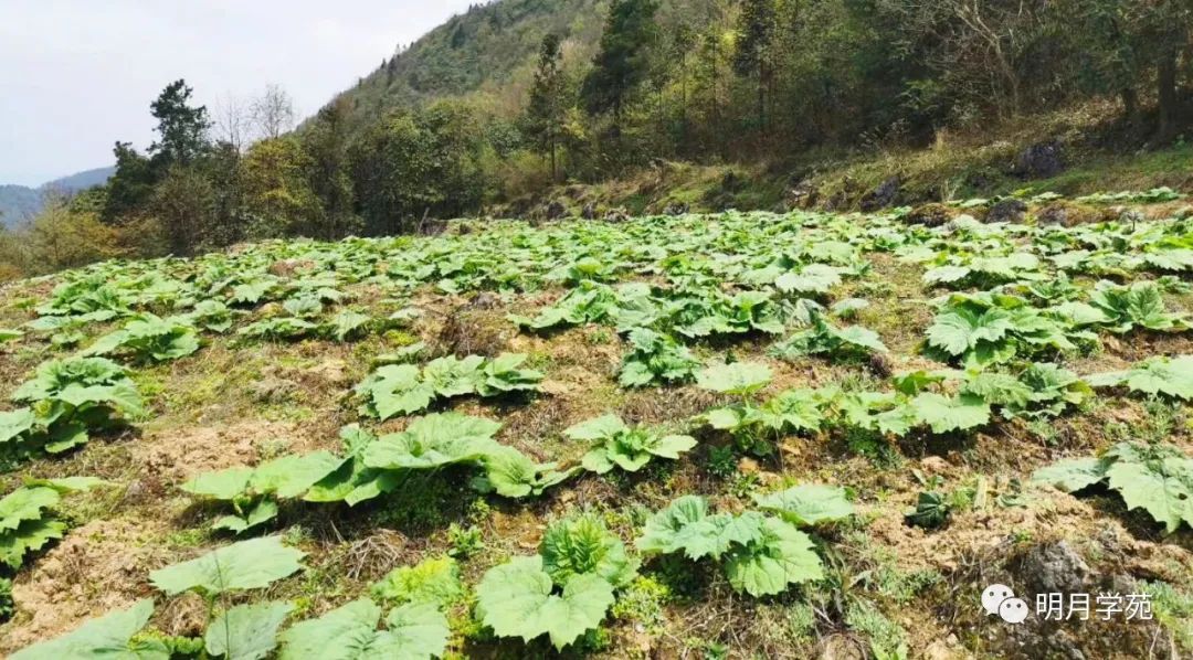 恩施富硒茶哪里卖(恩施富硒茶厂)-硒宝网