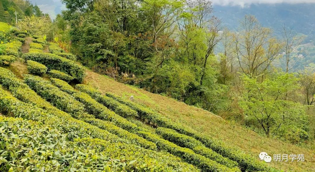 恩施富硒茶哪里卖(恩施富硒茶厂)-硒宝网