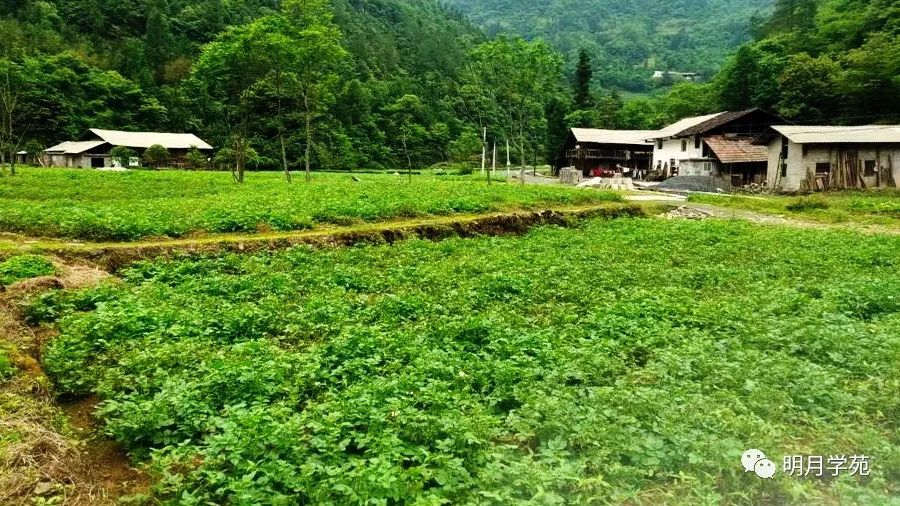 恩施富硒茶哪里卖(恩施富硒茶厂)-硒宝网