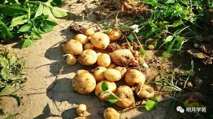 恩施富硒茶哪里卖(恩施富硒茶厂)-硒宝网