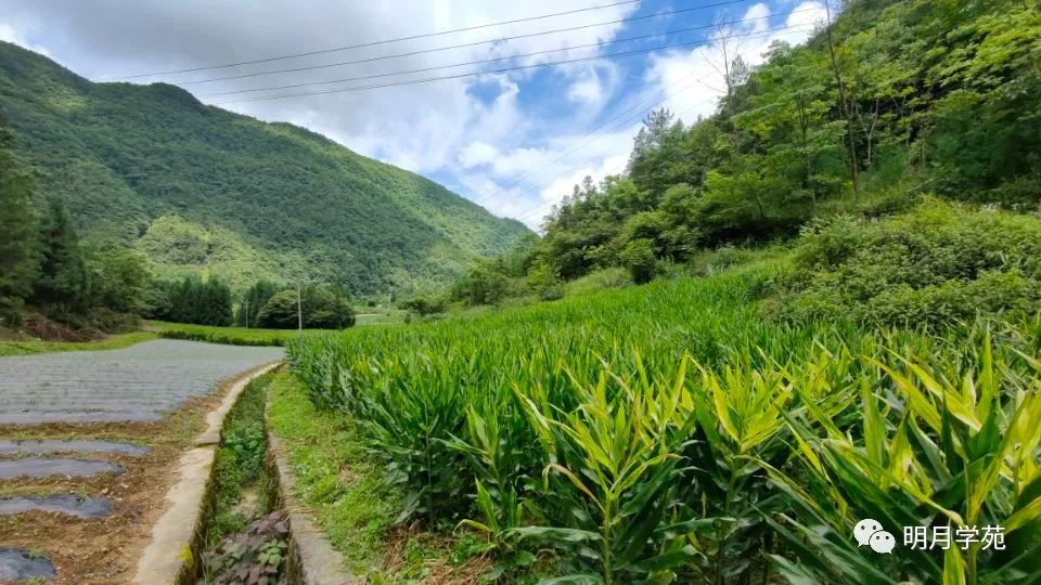 恩施富硒茶哪里卖(恩施富硒茶厂)-硒宝网