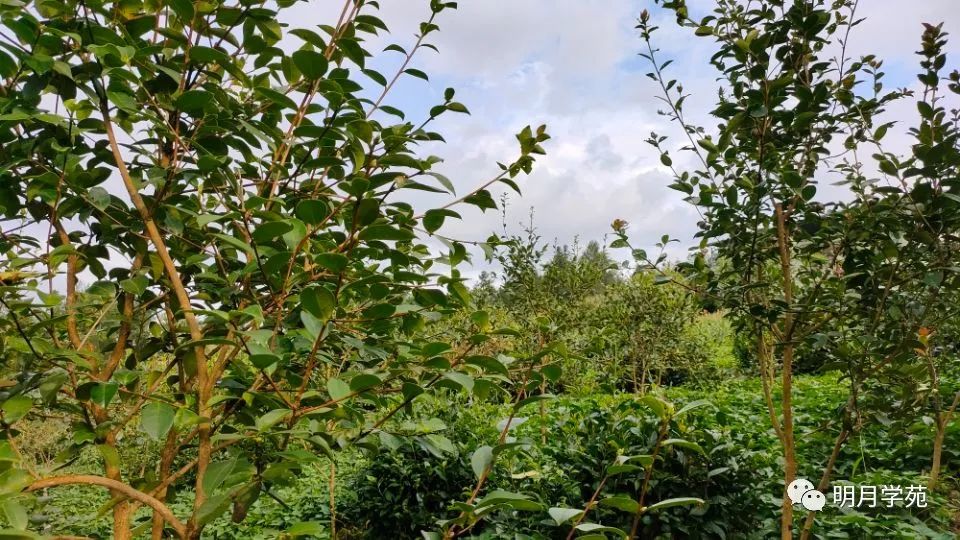 恩施富硒茶哪里卖(恩施富硒茶厂)-硒宝网