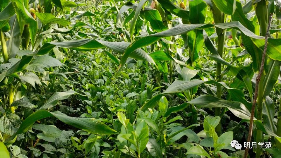 恩施富硒茶哪里卖(恩施富硒茶厂)-硒宝网