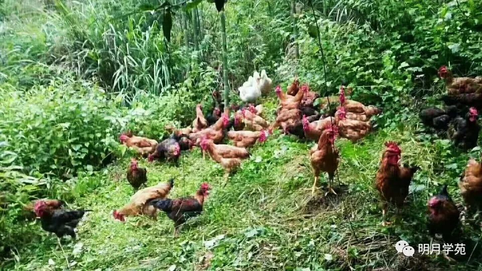 恩施富硒茶哪里卖(恩施富硒茶厂)-硒宝网