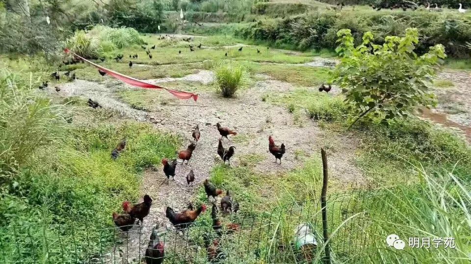 恩施富硒茶哪里卖(恩施富硒茶厂)-硒宝网