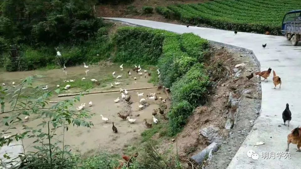 恩施富硒茶哪里卖(恩施富硒茶厂)-硒宝网