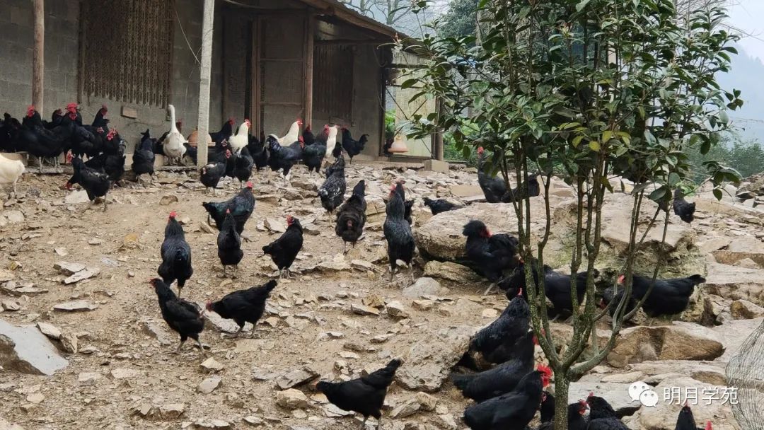 恩施富硒茶哪里卖(恩施富硒茶厂)-硒宝网