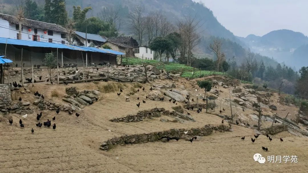 恩施富硒茶哪里卖(恩施富硒茶厂)-硒宝网