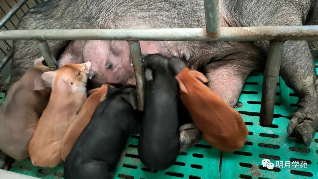 恩施富硒茶哪里卖(恩施富硒茶厂)-硒宝网