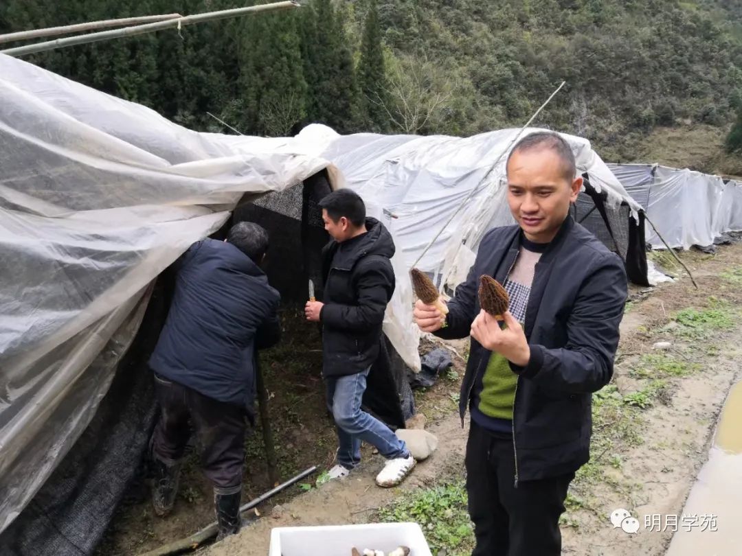 恩施富硒茶哪里卖(恩施富硒茶厂)-硒宝网