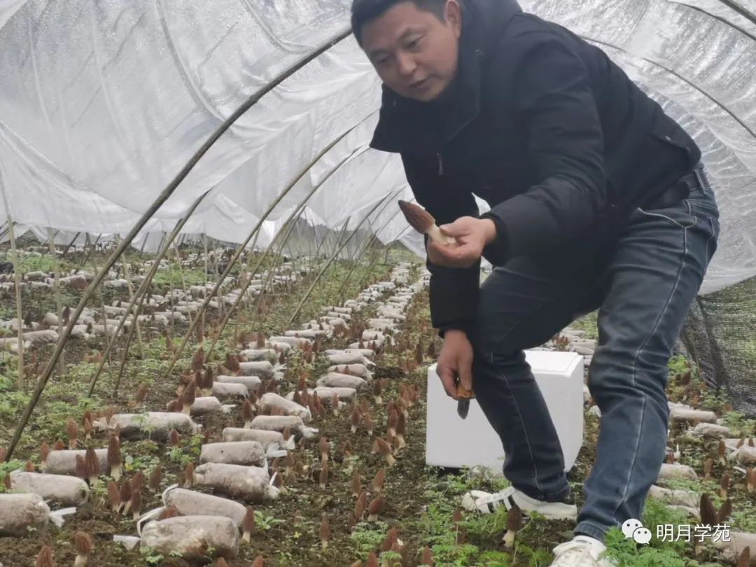 恩施富硒茶哪里卖(恩施富硒茶厂)-硒宝网