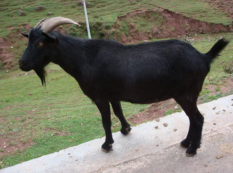 开阳富硒茶被誉为(开阳富硒茶多少钱一斤)-硒宝网