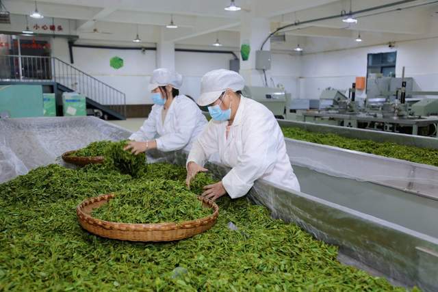 富硒堂福鼎银峰茶（诏安富硒茶价位）-硒宝网