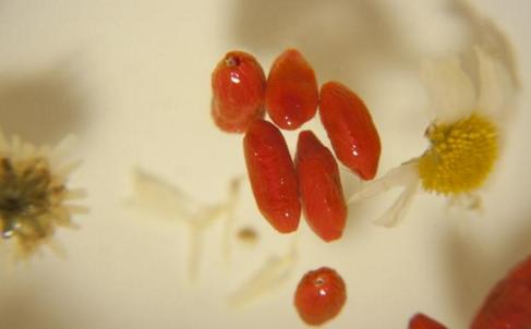 富硒茶对肝脏好吗（茶叶富硒）-硒宝网