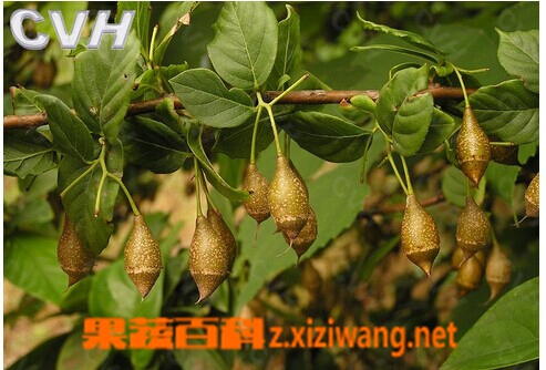 巴马富硒茶的功效（巴马富硒茶杯）-硒宝网