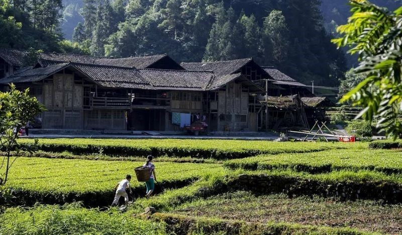 恩施龙马区富硒茶(恩施龙马茶山河)-硒宝网