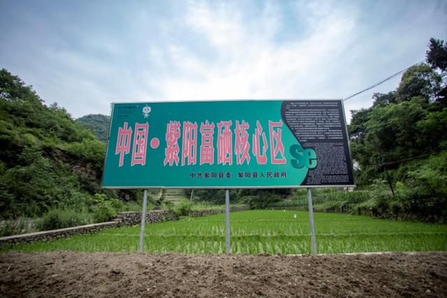 南宫山富硒茶介绍（南宫山富硒茶多少钱）-硒宝网