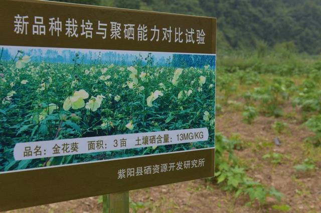 南宫山富硒茶介绍（南宫山富硒茶多少钱）-硒宝网