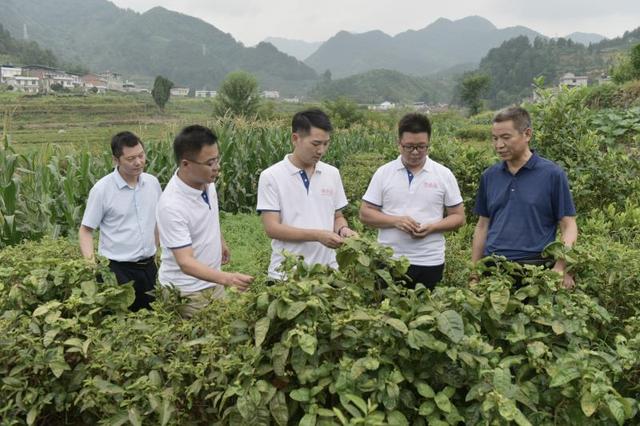 南宫山富硒茶介绍（南宫山富硒茶多少钱）-硒宝网