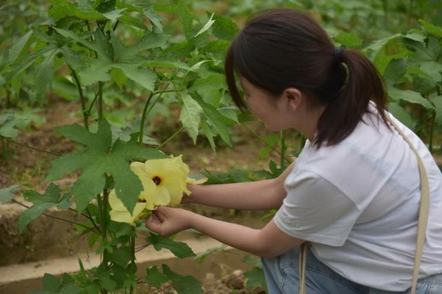 南宫山富硒茶介绍（南宫山富硒茶多少钱）-硒宝网